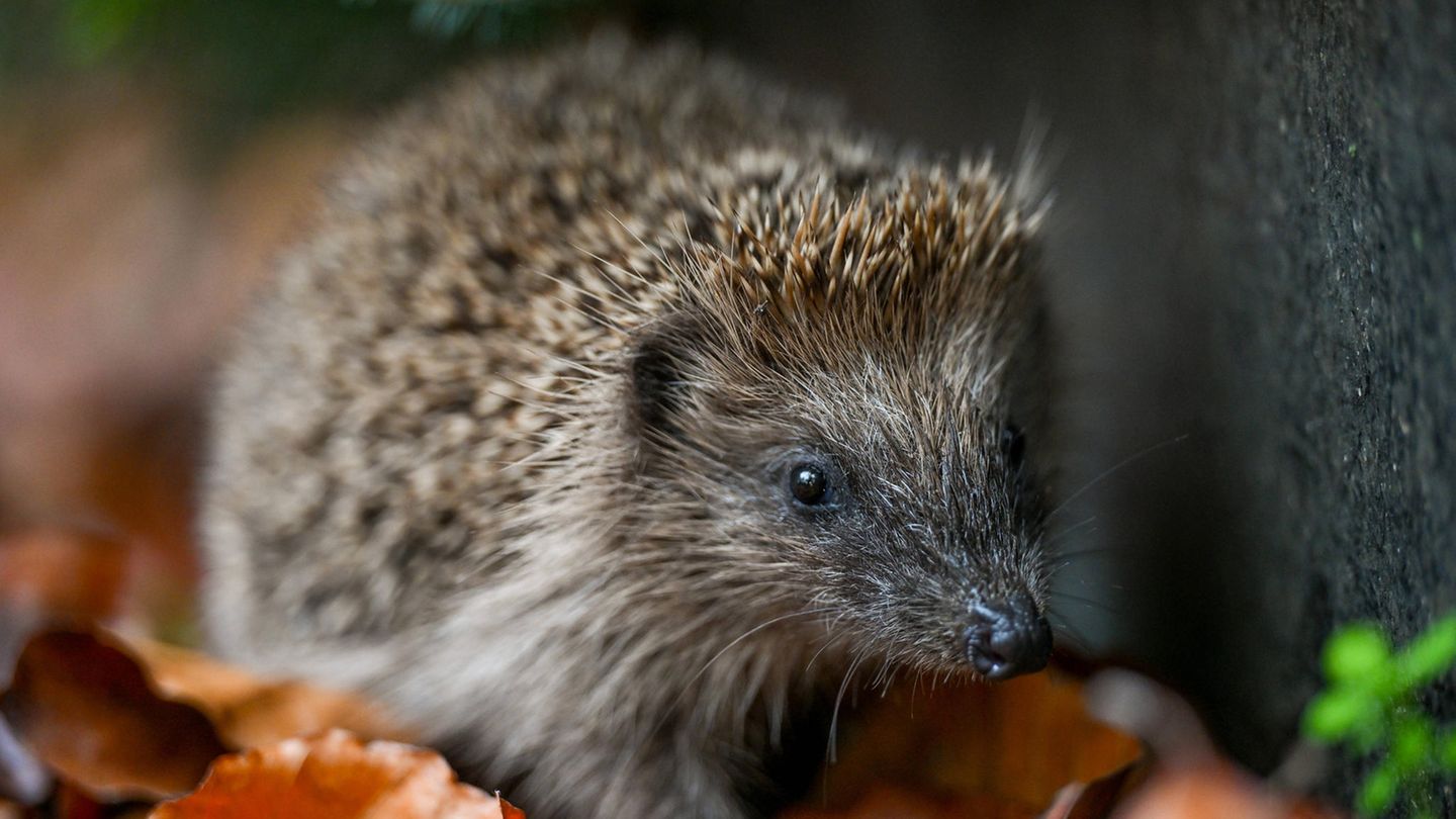 Naturschutz: Warum der Igel als bedrohte Art gilt und was ihm hilft zu überleben