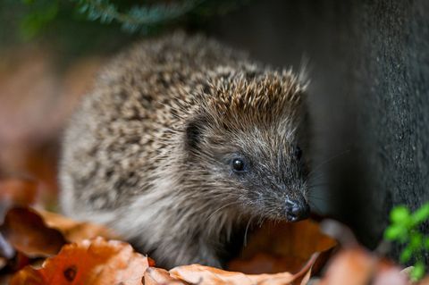 Igel Naturschutz