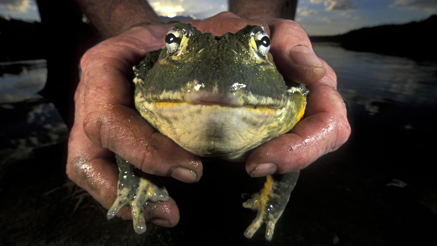 Die gefährlichsten Lebensmittel: Ochsenfrosch