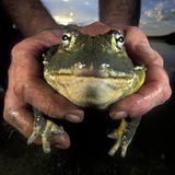 Die gefährlichsten Lebensmittel: Ochsenfrosch