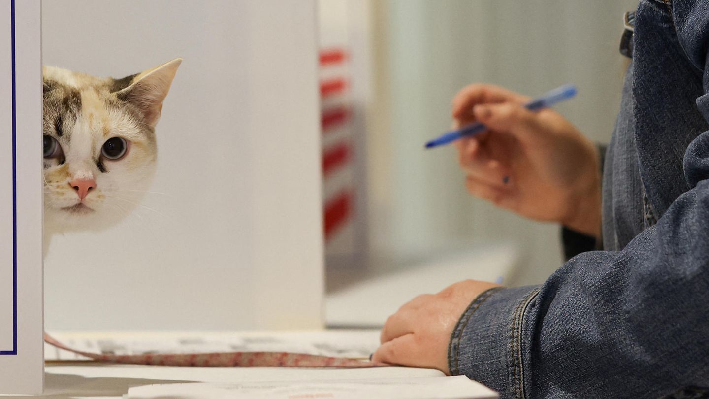 Wahlbeobachterin: Katze "Skye" hat genau im Blick, wie diese Wählerin ihre Stimme in Pittsburgh abgibt