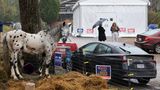 Und noch ein tierischer Zuschauer: Dieses Pferd steht vor einem improvisierten Wahllokal in Black Mountain, North Carolina. Hurrikan Helene hatte das ursprüngliche Wahllokal zerstört