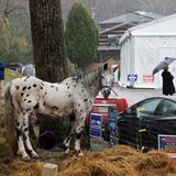 Und noch ein tierischer Zuschauer: Dieses Pferd steht vor einem improvisierten Wahllokal in Black Mountain, North Carolina. Hurrikan Helene hatte das ursprüngliche Wahllokal zerstört