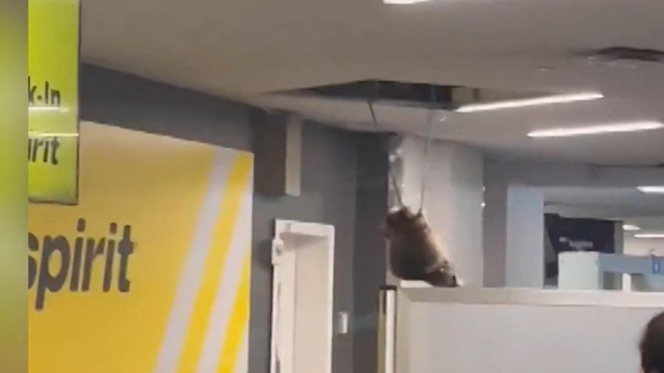 Klingt verrückt, ist aber wahr: Am Flughafen in New York fiel plötzlich ein Waschbär am Check-In Schalter aus der Decke. Die Gäste und das Personal versuchen schnell zu fliehen.