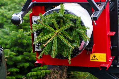 Verbraucher müssen in diesem Jahr etwas mehr Geld für einen Weihnachtsbaum zahlen. Foto: Frank Molter/dpa