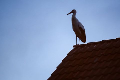 Manche Frauen möchten vielleicht ein Kind, sind aber nicht bereit, den aktuell hohen Preis dafür zu bezahlen. (Symbolbild) Foto: