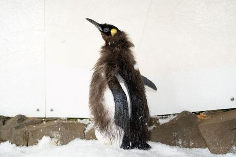 Pinguin Pesto
