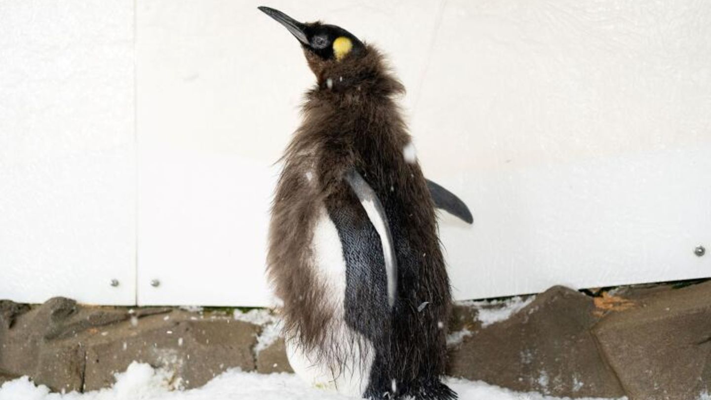 Pinguin Pesto