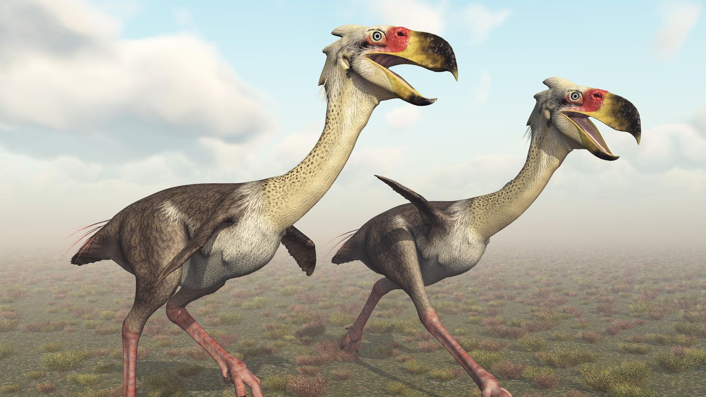 Illustration Terrorvogel