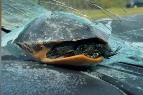 Mitten auf der Autobahn: Schildkröte wird auf Windschutzscheibe geschleudert