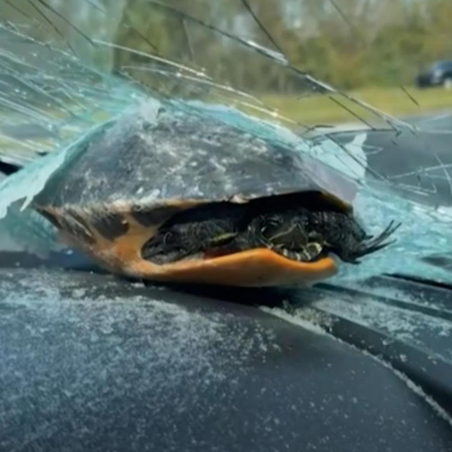 Mitten auf der Autobahn: Schildkröte wird auf Windschutzscheibe geschleudert
