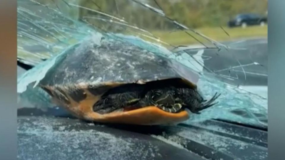 Mitten auf der Autobahn: Schildkröte wird auf Windschutzscheibe geschleudert