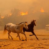 Auch für die Tiere wird das Feuer zur Gefahr. Hunderte Tiere, darunter Pferde, Hunde und Enten wurden zu einer Auffangstation gebracht