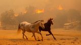 Auch für die Tiere wird das Feuer zur Gefahr. Hunderte Tiere, darunter Pferde, Hunde und Enten wurden zu einer Auffangstation gebracht