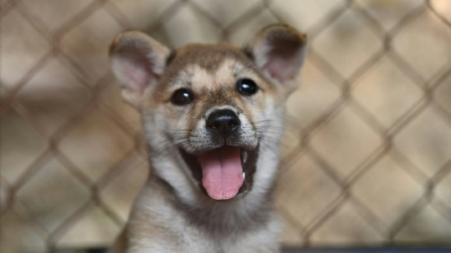 Hund in Käfig