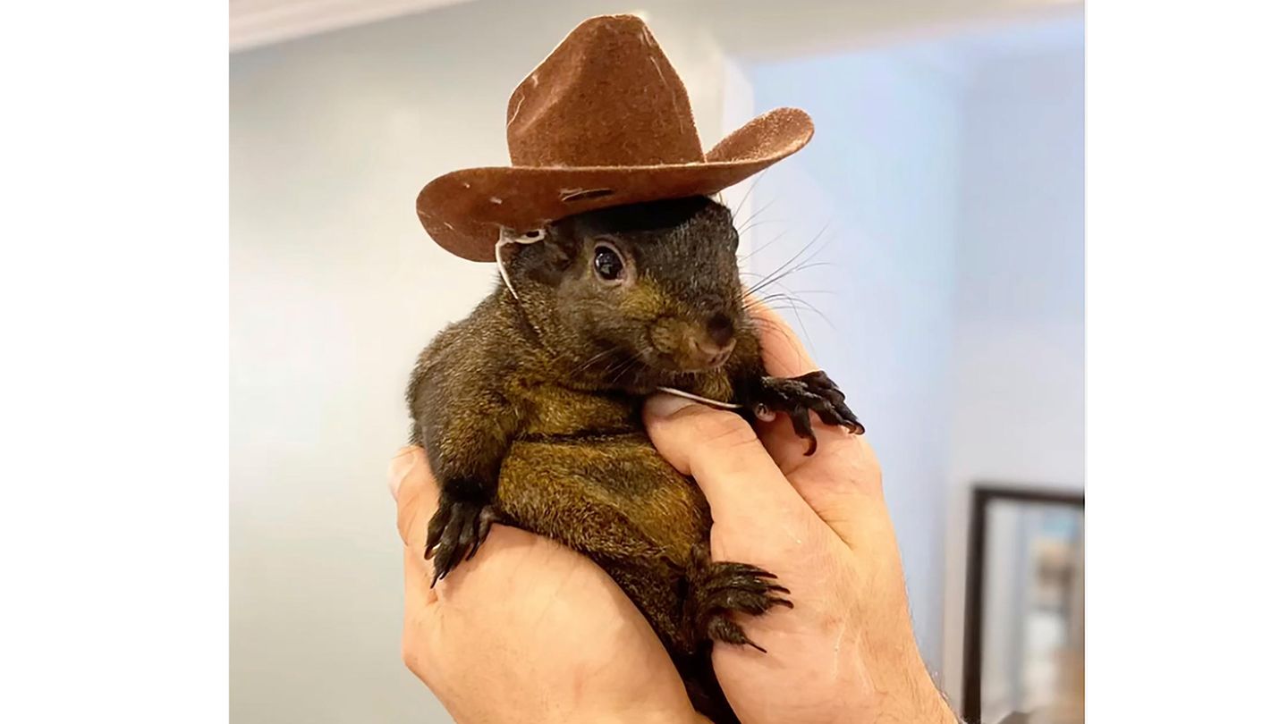 Das Eichhörnchen Peanut wurde von Beamten des State Department of Environmental Conservation eingeschläfert
