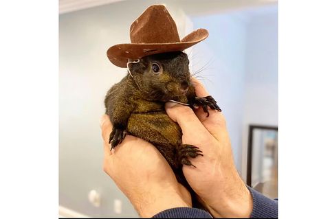 Das Eichhörnchen Peanut wurde von Beamten des State Department of Environmental Conservation eingeschläfert