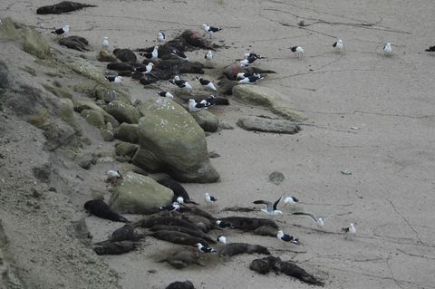 See-Elefanten in Argentinien wurden von der Vogelgrippe besonders schwer getroffen. Hier sind tote Tiere an einem Strand zu sehe