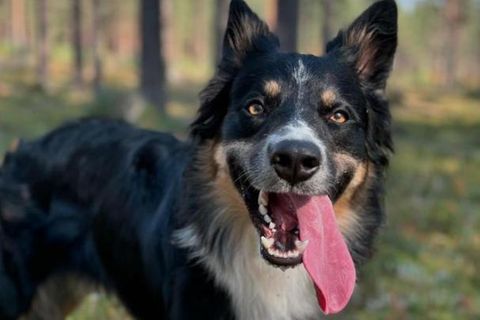 Hund Prinz erschrak sich beim Silvesterfeuerwerk so sehr, dass er seinem Frauchen die Nase abbiss