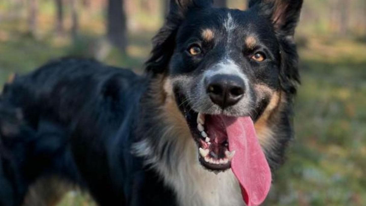 Hund Prinz erschrak sich beim Silvesterfeuerwerk so sehr, dass er seinem Frauchen die Nase abbiss