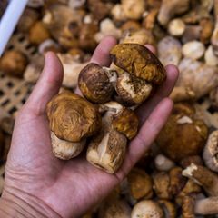 Matsutake-Pilz sind extrem selten