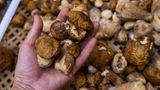Matsutake-Pilz sind extrem selten
