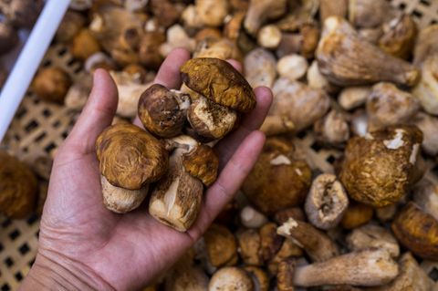 Matsutake-Pilz sind extrem selten