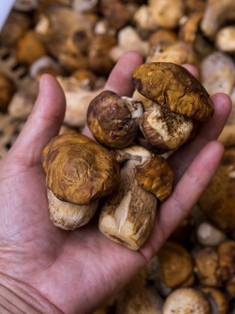 Matsutake-Pilz sind extrem selten