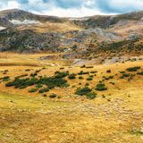 Schafe im Mavrovo National park, Macedonien