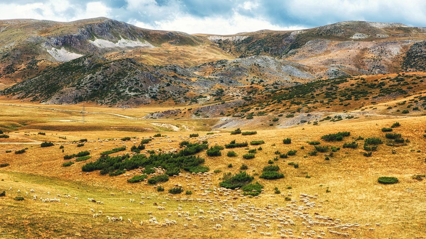 Schafe im Mavrovo National park, Macedonien