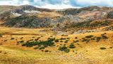 Schafe im Mavrovo National park, Macedonien