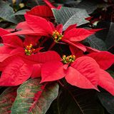 Giftpflanzen Weihnachsstern