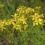 Giftpflanzen Johanniskraut