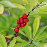 Giftpflanzen Seidelbast