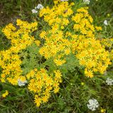 Giftpflanzen Jakobs-Kreuzkraut