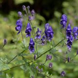 Giftpflanzen Eisenhut