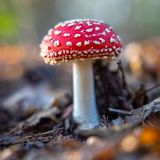 Giftpflanzen Fliegenpilz