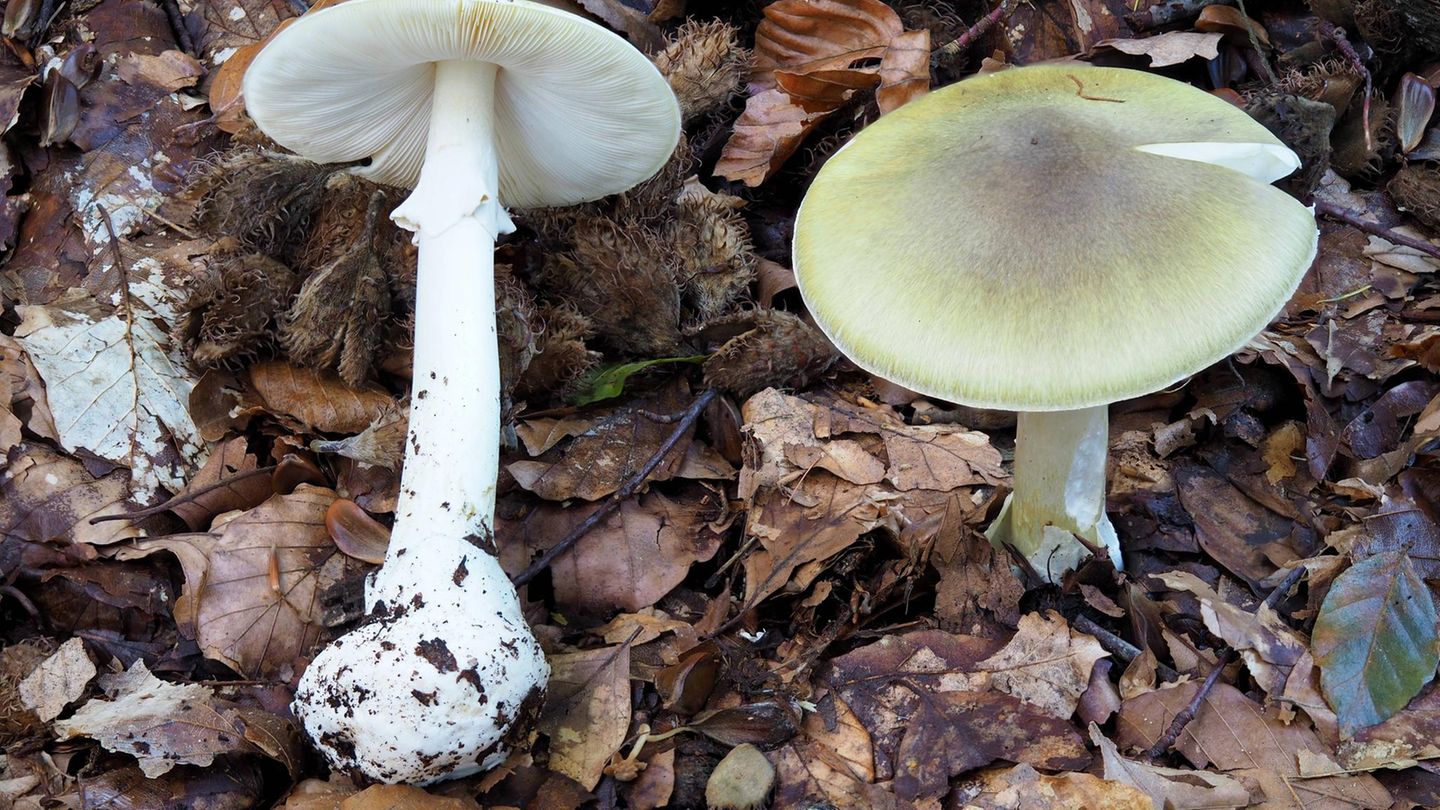 Giftpflanzen Knollenblätterpilz