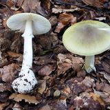 Giftpflanzen Knollenblätterpilz