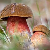 Giftpflanzen Hexenröhrling