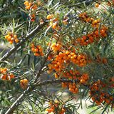 Giftpflanzen Sanddorn