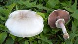 Giftpflanzen Wiesenchampignon