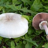 Giftpflanzen Wiesenchampignon