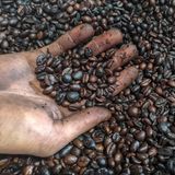 Black Ivory Coffee ist Luxuskaffee aus Thailand