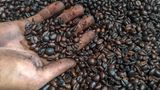 Black Ivory Coffee ist Luxuskaffee aus Thailand