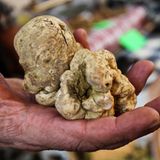 Weiße Trüffel sind besonders edle Trüffel