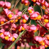 Giftpflanzen Pfaffenhütchen