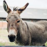 Pule ist seltener Käse von Balkaneseln