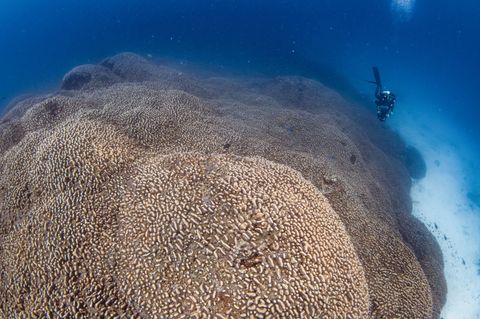 Forscher des Programms Pristine Seas von National Georgraphic haben nach eigenen Angaben eine Koralle entdeckt, die größer ist a