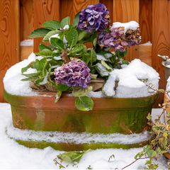Hortensien in einem verschneiten Blumenkasten